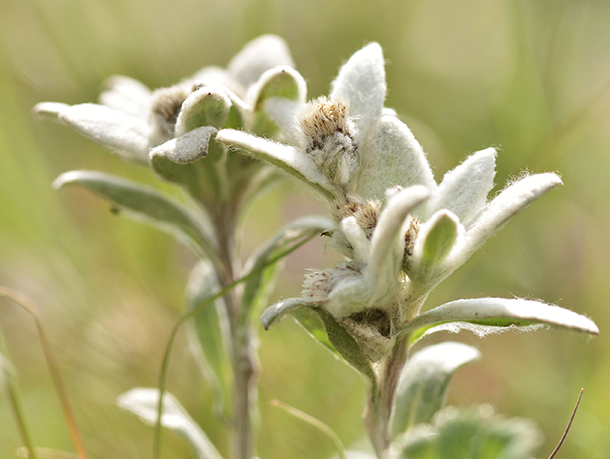 Ingredient Spotlight - Edelweiss Flower Extract