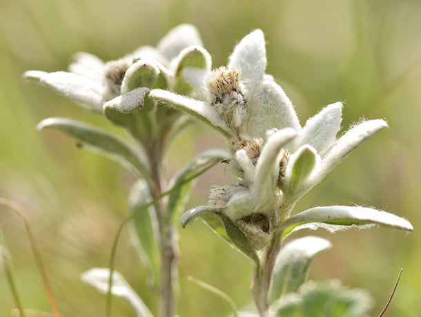 Ingredient Spotlight - Edelweiss Flower Extract